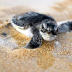 baby-turtle.jpg