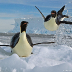 Emperor-Penguins.jpg