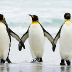 Mating King Penguins33.jpg